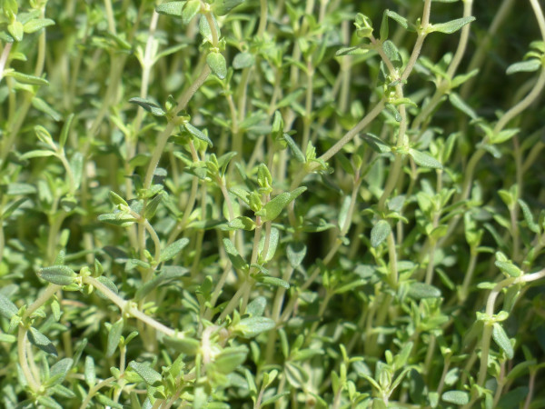 thyme-115349_1920