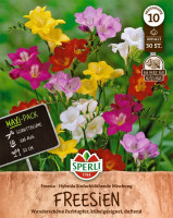 Sperli Freesien einfacher Mix