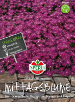 Sperli Mittagsblume SPERLI's Blütenmeer