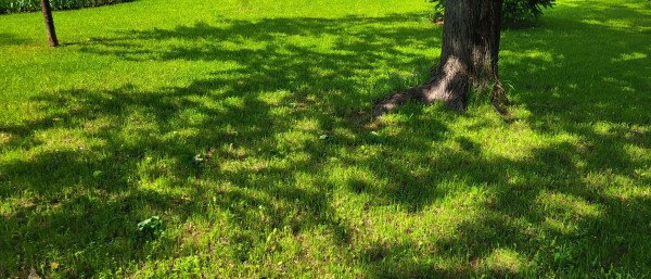 2400-on-the-green-lawn-there-are-shadows-from-the-branches-and-leaves-of-a-tree