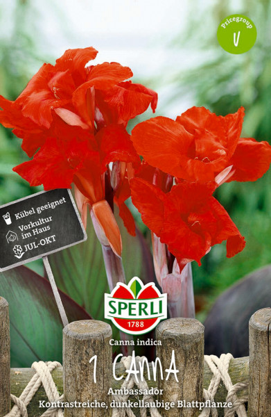 Produktbild von Sperli Blumenrohr Ambassador mit roten Blüten Pflanzanleitung und Verpackungsinformationen