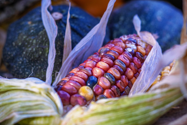 2400-vibrant-ears-of-multicolored-indian-corn-with-dried-husks-surrounded-by-assorted-gourds-fall-harvest-perfect-for-seasonal-decor-and-autumn-halloween-and-thanksgiving-celebrati