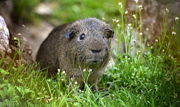 guinea-pig-757828_1280