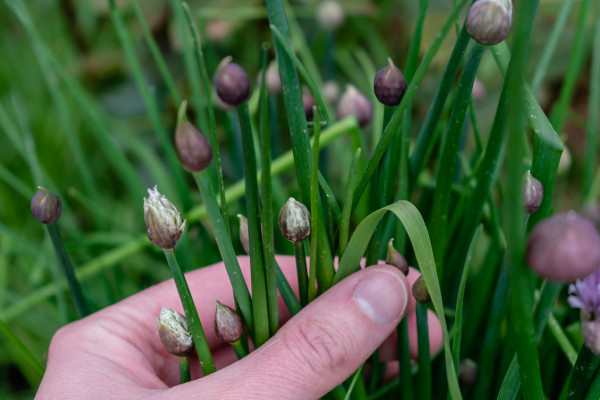 large-chives-in-flower-and-with-buds-allium-schoenoprasum