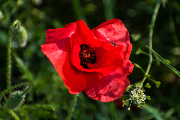 2400-poppy-head-at-springtime-in-a-garden-papaver-rhoeas-ranunculales