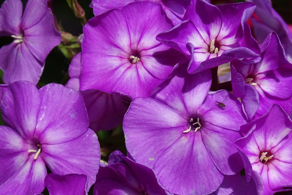 phlox-2541642_1280