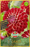 Sperli Dahlie Jowey Joshua