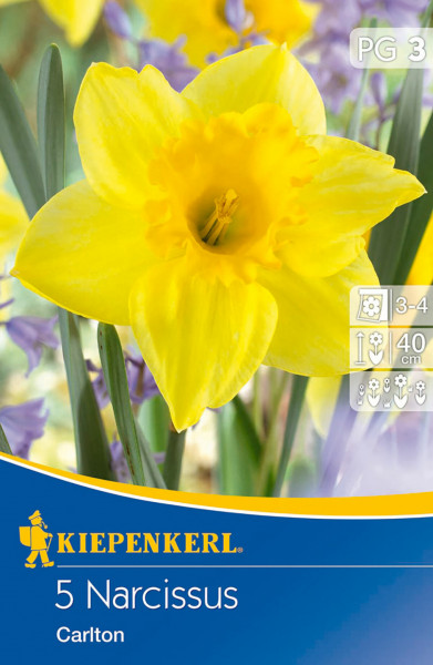 Produktbild von Kiepenkerl Narzisse Carlton mit Abbildung gelber Blüten Pflanzanleitung und Angaben zur Wuchshöhe.