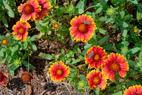 2400-skipper-butterflies-on-blanket-flowers