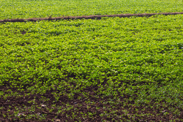 large-green-bean-crops-in-the-fields-1