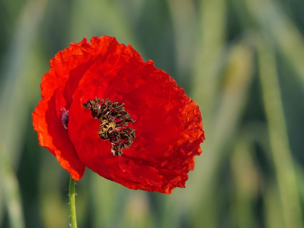 poppy-3430058_1280