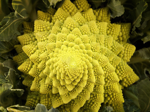 romanescu-3297134_1280