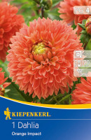 Kiepenkerl Gefranste Dekorative Dahlie Orange Impact