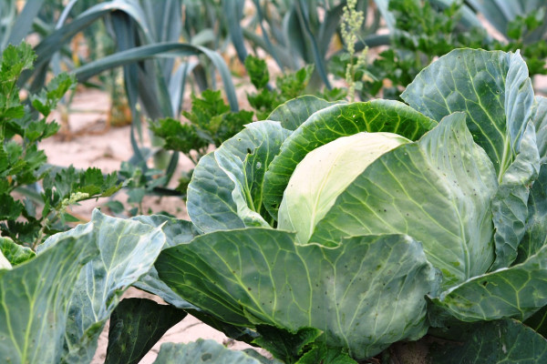 cabbage-2633033_1280