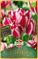 Sperli Premium Einfache Späte Tulpe Flaming Club