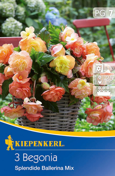 Produktbild von Kiepenkerl Hängende Knollenbegonie Splendid Ballerina Mix mit einer Darstellung blühender Pflanzen in verschiedenen Farbtönen und Verpackungsinformationen