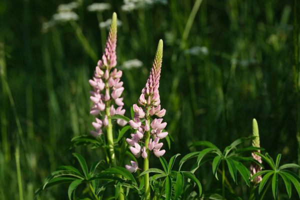 lupins-8068045_1920