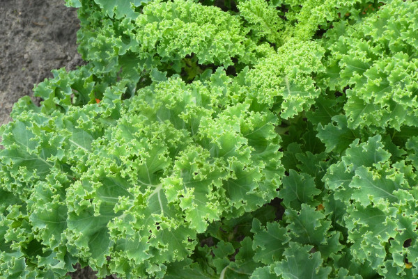 kale-4583704_1920