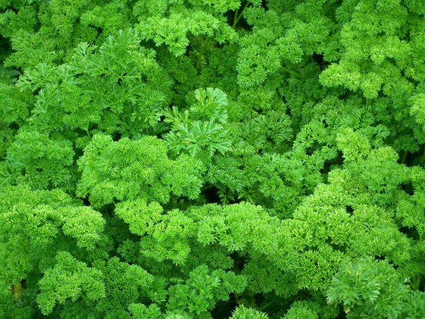 parsley-261040_1920