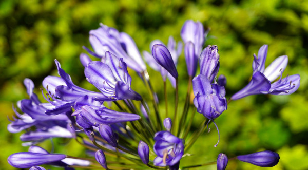 agapanthus-7375435_1920