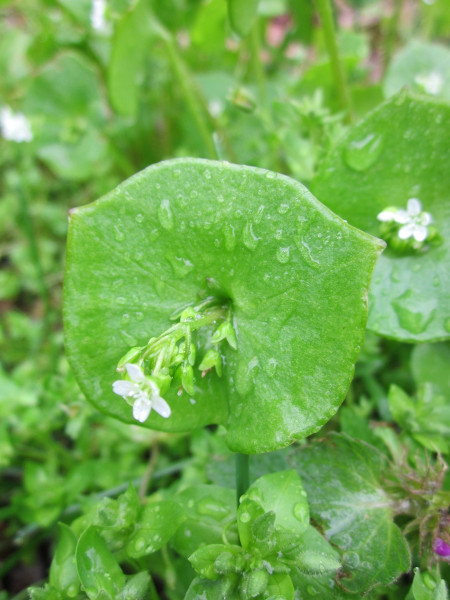 claytonia-perfoliata-846511_1920