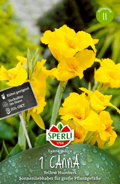 Produktbild von Sperli Blumenrohr Yellow Humbert mit gelben Blüten und Pflanzeninformationsschild auf deutscher Sprache.