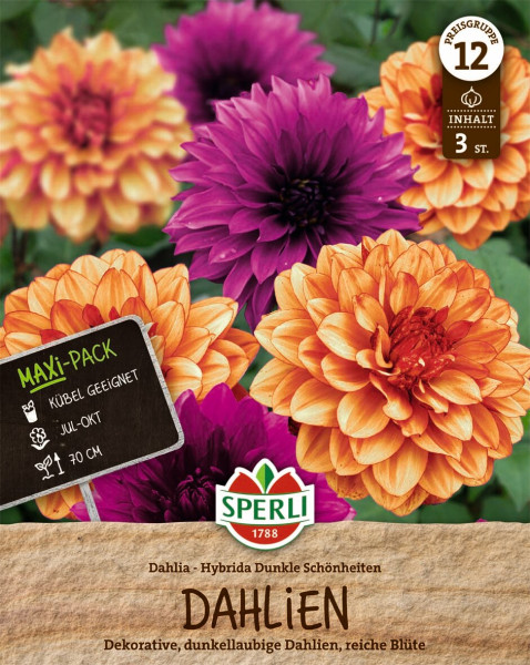 Produktbild von Sperli Dahlie Dunkle Schönheiten mit der Darstellung verschiedener Dahlienblüten in lila und orange sowie Produktinformationen und Logo.