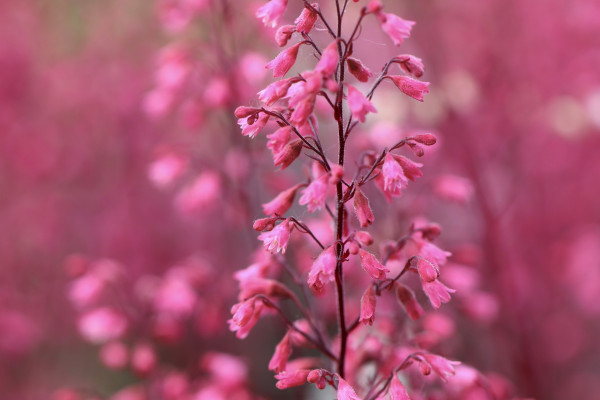 purple-bells-6325780_1920