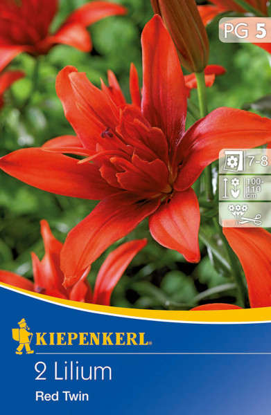 Produktbild mit roten gefüllten Lilium Red Twin Blüten und Verpackungsdesign von Kiepenkerl mit Pflanzinformationen.
