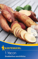 Kiepenkerl Yacon Smallanthus sonchifolius