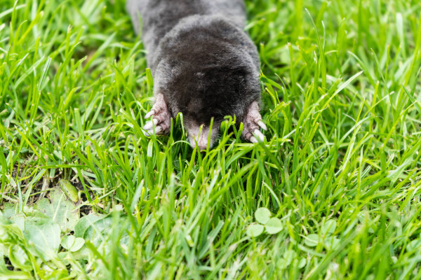 large-a-mole-in-the-garden