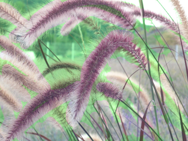 cherry-sparkler-fountain-grass-1677179_1920