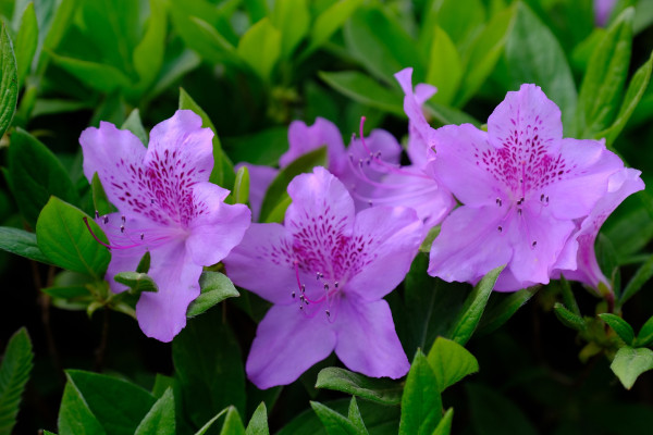 azaleas-7209741_1920