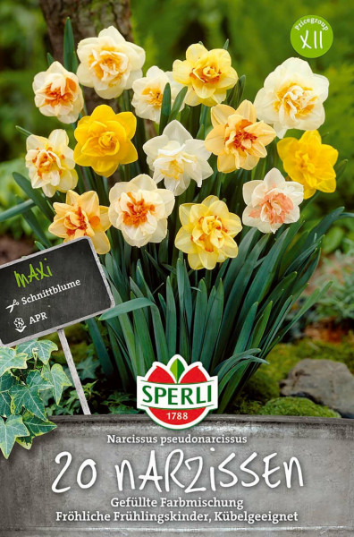 Produktbild von Sperli Maxi Narzissen Gefüllte Farbmischung mit einer blühenden Narzissengruppe in verschiedenen Gelbtönen und einem Preisschild der Größe XII vor einem Gartenhintergrund.