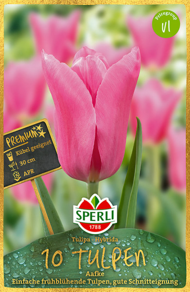 Sperli Premium Einfache Frühe Tulpe Aafke