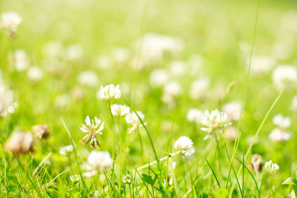 2400-clover-glade-with-flowers-clover-background