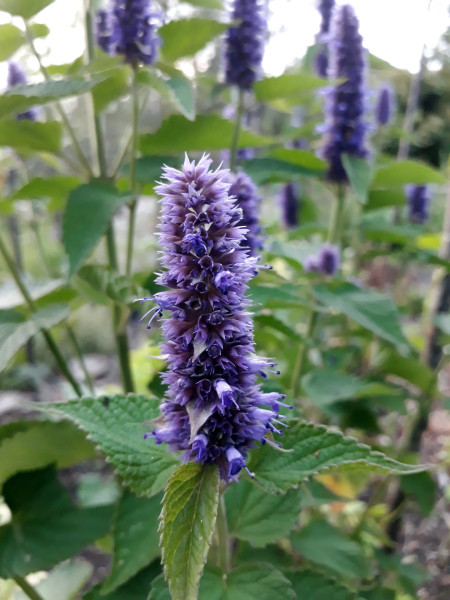 agastache-7114532_1920