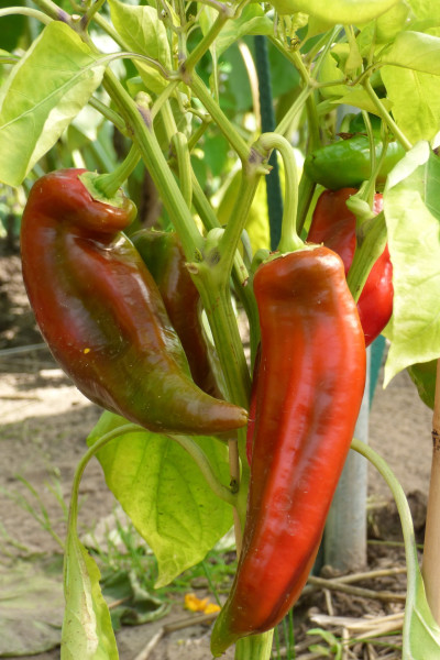 paprika-1580658_1920
