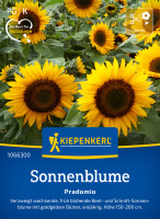 Kiepenkerl Sonnenblume Pradomio