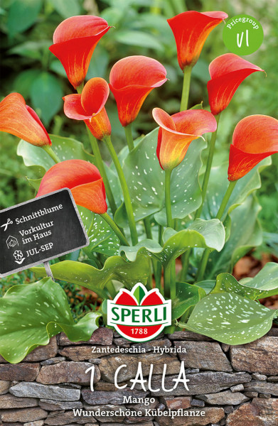 Produktbild von Sperli Calla Mango mit Darstellung mehrerer roter Calla-Blüten und grün gefleckten Blättern Informationen zur Pflanzzeit und Markenlogo