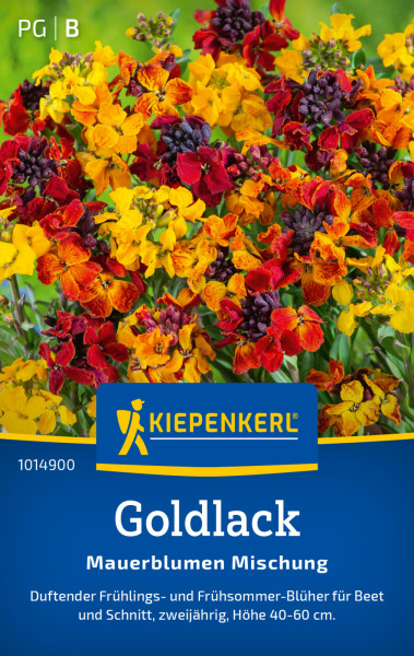 Kiepenkerl Goldlack Mauerblumen Mischung