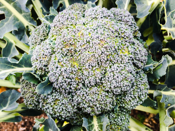 broccoli-1505549_1920