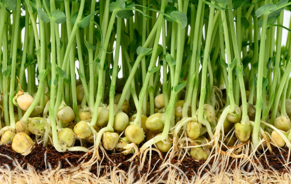 large-sprouted-pea-seeds-microgreens-for-salad-detox