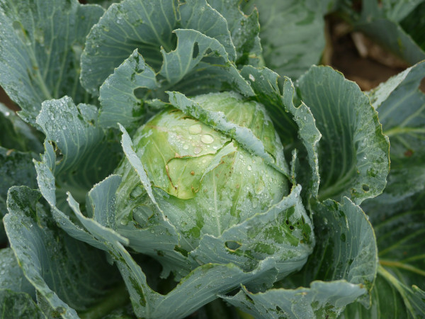 cabbage-1756550_1920-1