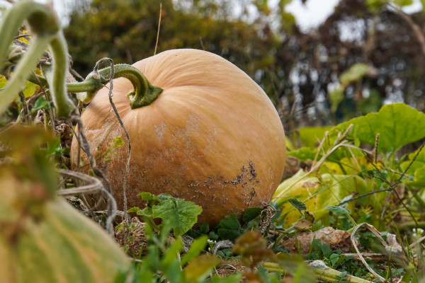 large-pumpkins-on-grass-in-field-with-trees