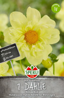 Sperli Dahlie Yellow Bird