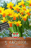 Sperli Botanische Narzisse Jetfire