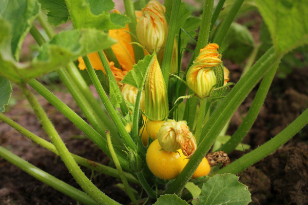 2400-round-yellow-zucchini-with-green-leaves-and-yellow-flowers-growing-in-garden