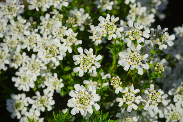 evergreen-candytuft-324393_1920