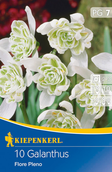 Produktbild von Kiepenkerl Schneeglöckchen Flore Pleno mit Blütenansicht und Verpackungsinformationen.